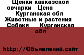 Щенки кавказской овчарки › Цена ­ 5 000 - Курганская обл. Животные и растения » Собаки   . Курганская обл.